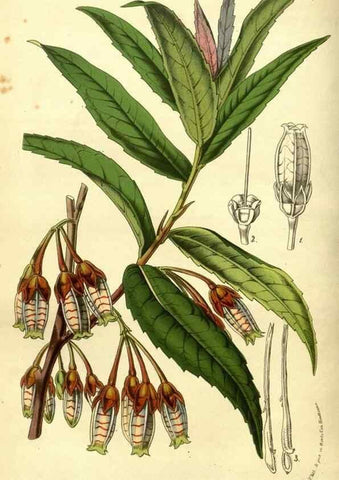 Reproducción/Reproduction 49587641098: Flore des serres et des jardins de l'Europe. A Gand :chez Louis van Houtte, eÌditeur,1845-1880.. 