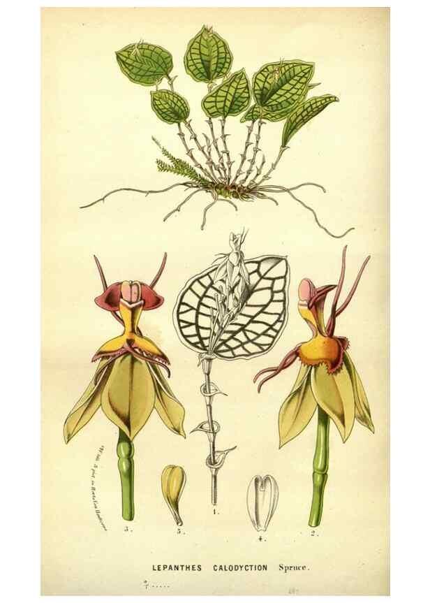 Reproducción/Reproduction 49587641493: Flore des serres et des jardins de l'Europe. A Gand :chez Louis van Houtte, eÌditeur,1845-1880.. 