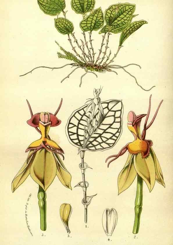 Reproducción/Reproduction 49587641493: Flore des serres et des jardins de l'Europe. A Gand :chez Louis van Houtte, eÌditeur,1845-1880.. 