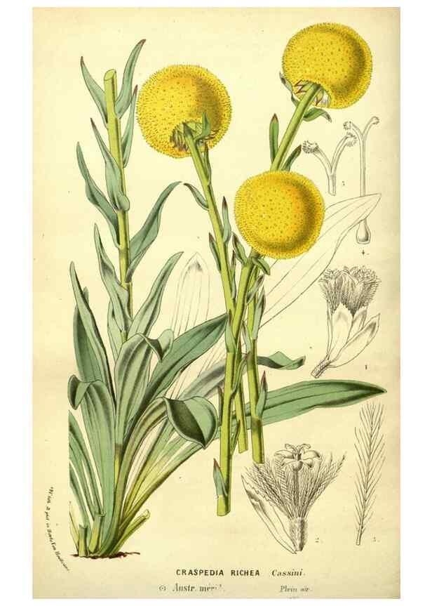 Reproducción/Reproduction 49588379492: Flore des serres et des jardins de l'Europe. A Gand :chez Louis van Houtte, eÌditeur,1845-1880.. 