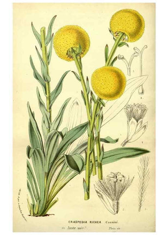 Reproducción/Reproduction 49588379492: Flore des serres et des jardins de l'Europe. A Gand :chez Louis van Houtte, eÌditeur,1845-1880.. 