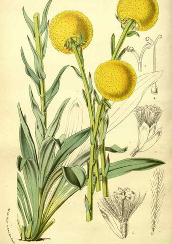 Reproducción/Reproduction 49588379492: Flore des serres et des jardins de l'Europe. A Gand :chez Louis van Houtte, eÌditeur,1845-1880.. 