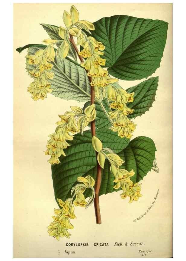 Reproducción/Reproduction 49587642138: Flore des serres et des jardins de l'Europe. A Gand :chez Louis van Houtte, eÌditeur,1845-1880.. 