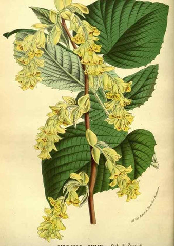 Reproducción/Reproduction 49587642138: Flore des serres et des jardins de l'Europe. A Gand :chez Louis van Houtte, eÌditeur,1845-1880.. 