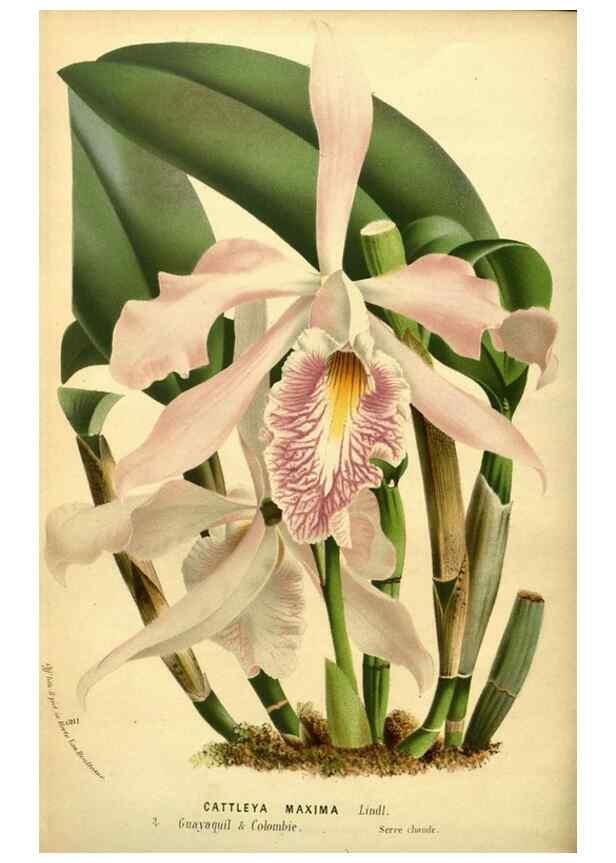 Reproducción/Reproduction 49587642358: Flore des serres et des jardins de l'Europe. A Gand :chez Louis van Houtte, eÌditeur,1845-1880.. 
