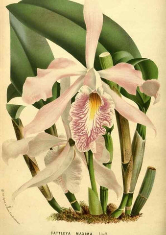 Reproducción/Reproduction 49587642358: Flore des serres et des jardins de l'Europe. A Gand :chez Louis van Houtte, eÌditeur,1845-1880.. 