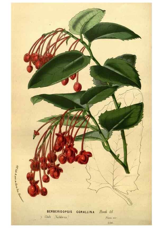 Reproducción/Reproduction 49587642693: Flore des serres et des jardins de l'Europe. A Gand :chez Louis van Houtte, eÌditeur,1845-1880.. 