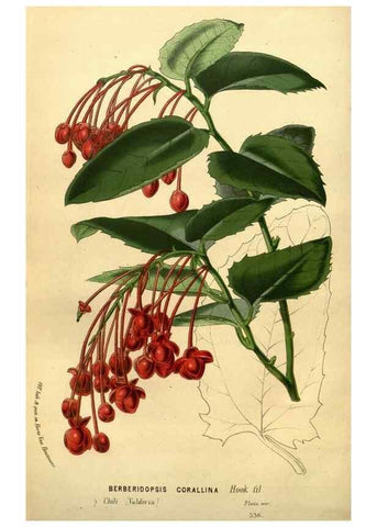 Reproducción/Reproduction 49587642693: Flore des serres et des jardins de l'Europe. A Gand :chez Louis van Houtte, eÌditeur,1845-1880.. 