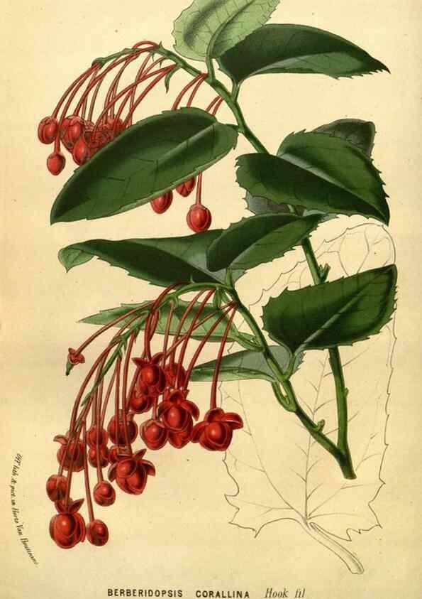 Reproducción/Reproduction 49587642693: Flore des serres et des jardins de l'Europe. A Gand :chez Louis van Houtte, eÌditeur,1845-1880.. 