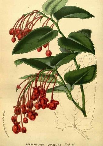 Reproducción/Reproduction 49587642693: Flore des serres et des jardins de l'Europe. A Gand :chez Louis van Houtte, eÌditeur,1845-1880.. 