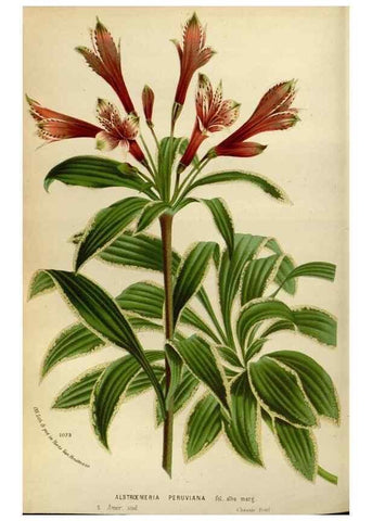 Reproducción/Reproduction 49588507662: Flore des serres et des jardins de l'Europe. A Gand :chez Louis van Houtte, eÌditeur,1845-1880.. 