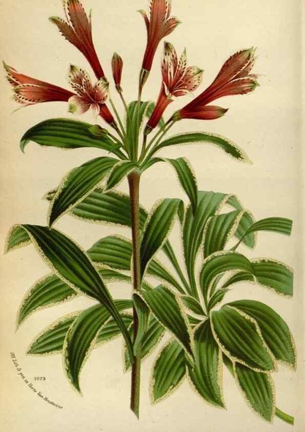 Reproducción/Reproduction 49588507662: Flore des serres et des jardins de l'Europe. A Gand :chez Louis van Houtte, eÌditeur,1845-1880.. 