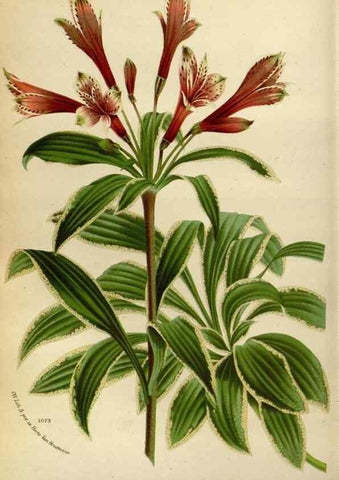 Reproducción/Reproduction 49588507662: Flore des serres et des jardins de l'Europe. A Gand :chez Louis van Houtte, eÌditeur,1845-1880.. 