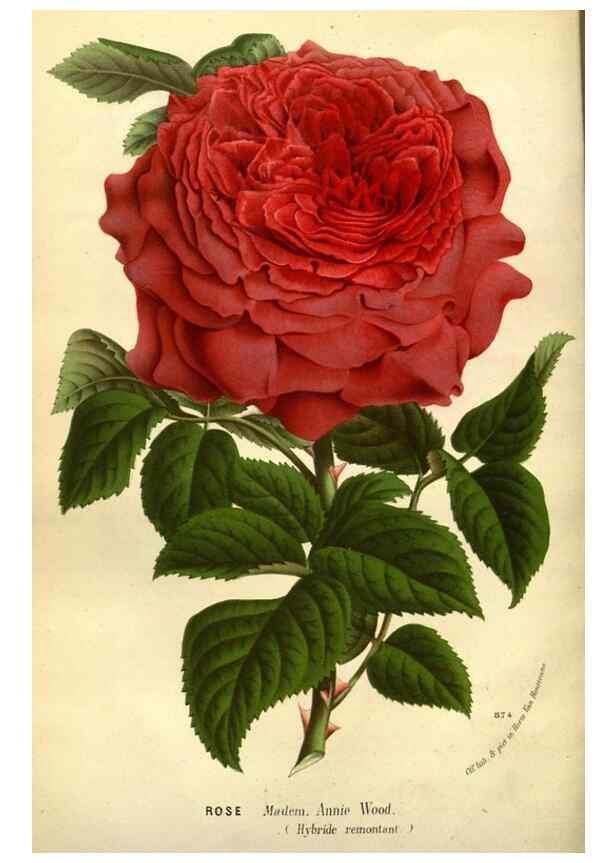 Reproducción/Reproduction 49588380637: Flore des serres et des jardins de l'Europe. A Gand :chez Louis van Houtte, eÌditeur,1845-1880.. 