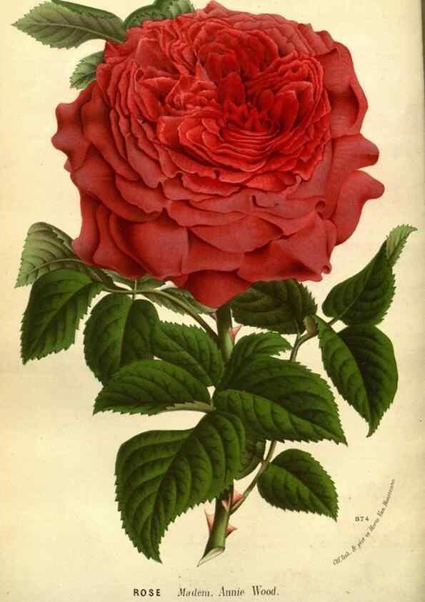 Reproducción/Reproduction 49588380637: Flore des serres et des jardins de l'Europe. A Gand :chez Louis van Houtte, eÌditeur,1845-1880.. 