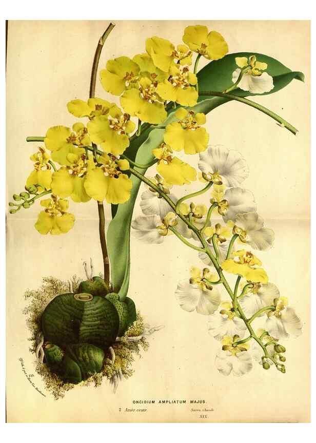 Reproducción/Reproduction 49587643458: Flore des serres et des jardins de l'Europe. A Gand :chez Louis van Houtte, eÌditeur,1845-1880.. 