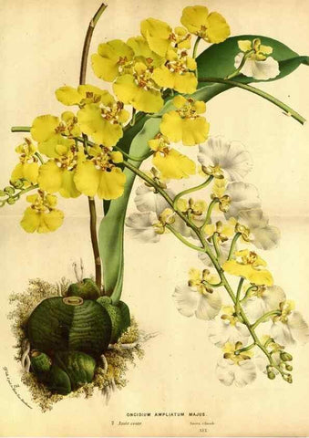 Reproducción/Reproduction 49587643458: Flore des serres et des jardins de l'Europe. A Gand :chez Louis van Houtte, eÌditeur,1845-1880.. 