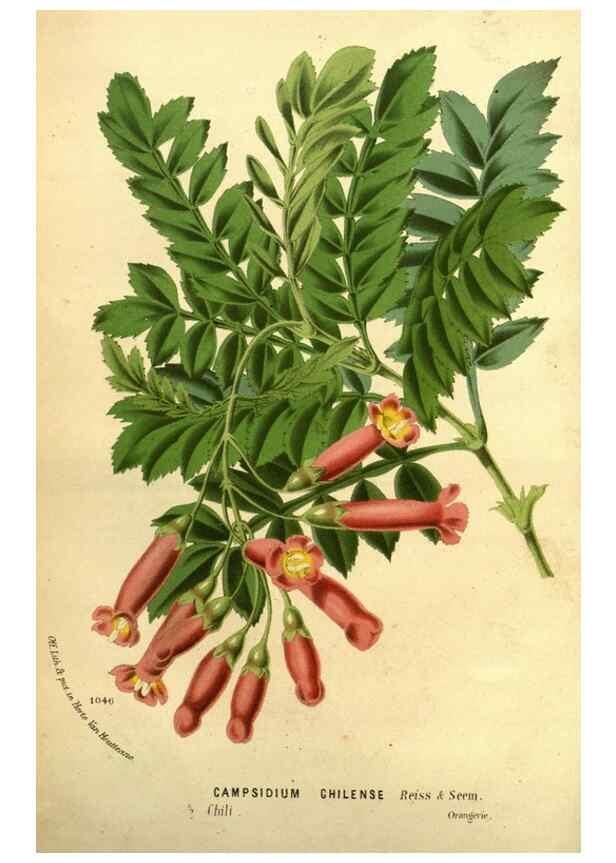 Reproducción/Reproduction 49588137131: Flore des serres et des jardins de l'Europe. A Gand :chez Louis van Houtte, eÌditeur,1845-1880.. 