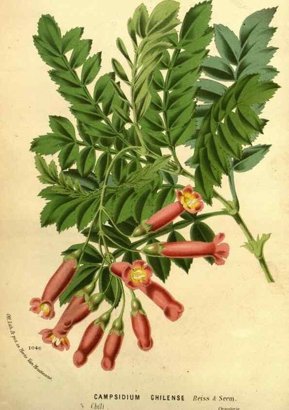 Reproducción/Reproduction 49588137131: Flore des serres et des jardins de l'Europe. A Gand :chez Louis van Houtte, eÌditeur,1845-1880.. 