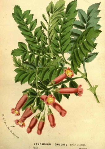Reproducción/Reproduction 49588137131: Flore des serres et des jardins de l'Europe. A Gand :chez Louis van Houtte, eÌditeur,1845-1880.. 
