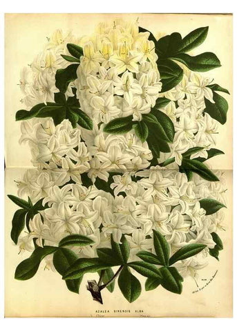 Reproducción/Reproduction 49588137441: Flore des serres et des jardins de l'Europe. A Gand :chez Louis van Houtte, eÌditeur,1845-1880.. 