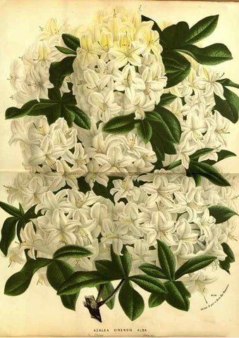 Reproducción/Reproduction 49588137441: Flore des serres et des jardins de l'Europe. A Gand :chez Louis van Houtte, eÌditeur,1845-1880.. 