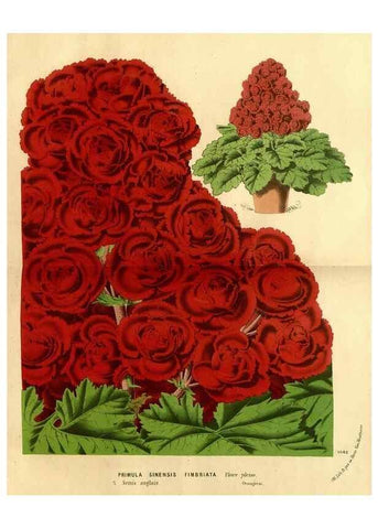 Reproducción/Reproduction 49588382072: Flore des serres et des jardins de l'Europe. A Gand :chez Louis van Houtte, eÌditeur,1845-1880.. 