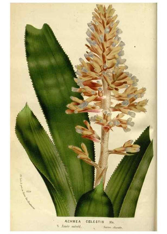 Reproducción/Reproduction 49587763288: Flore des serres et des jardins de l'Europe. A Gand :chez Louis van Houtte, eÌditeur,1845-1880.. 