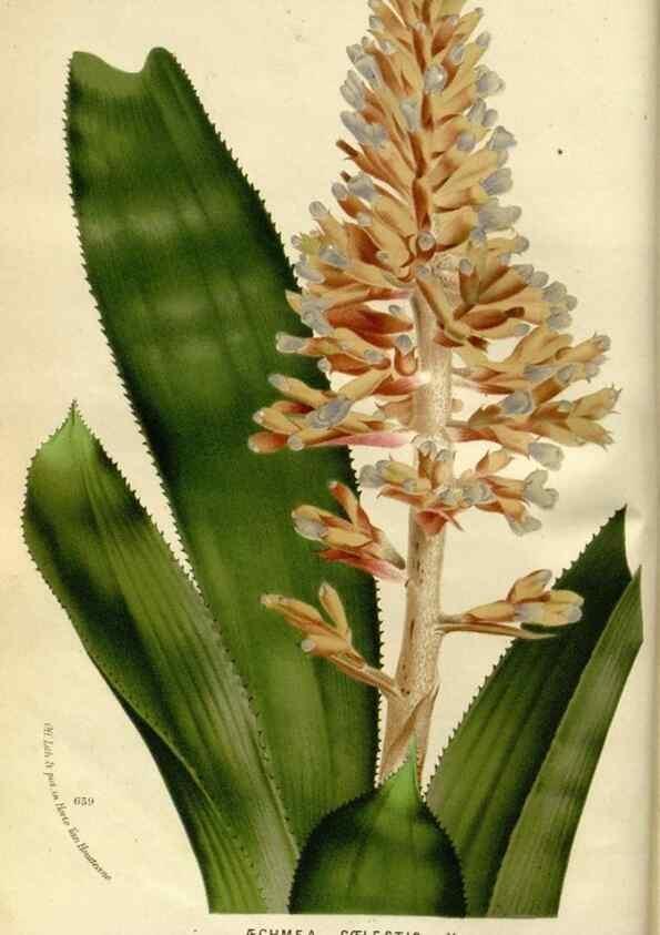 Reproducción/Reproduction 49587763288: Flore des serres et des jardins de l'Europe. A Gand :chez Louis van Houtte, eÌditeur,1845-1880.. 