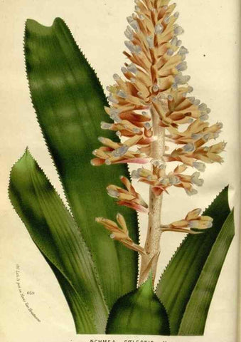 Reproducción/Reproduction 49587763288: Flore des serres et des jardins de l'Europe. A Gand :chez Louis van Houtte, eÌditeur,1845-1880.. 