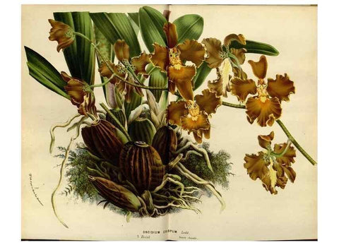Reproducción/Reproduction 49587763508: Flore des serres et des jardins de l'Europe. A Gand :chez Louis van Houtte, eÌditeur,1845-1880.. 