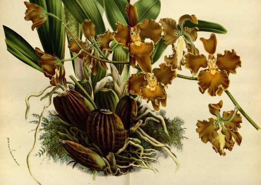 Reproducción/Reproduction 49587763508: Flore des serres et des jardins de l'Europe. A Gand :chez Louis van Houtte, eÌditeur,1845-1880.. 