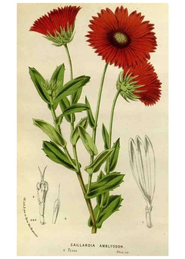 Reproducción/Reproduction 49588257606: Flore des serres et des jardins de l'Europe. A Gand :chez Louis van Houtte, eÌditeur,1845-1880.. 