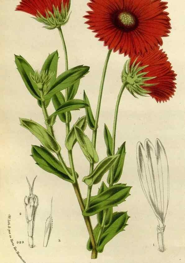 Reproducción/Reproduction 49588257606: Flore des serres et des jardins de l'Europe. A Gand :chez Louis van Houtte, eÌditeur,1845-1880.. 