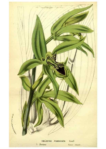 Reproducción/Reproduction 49588380927: Flore des serres et des jardins de l'Europe. A Gand :chez Louis van Houtte, eÌditeur,1845-1880.. 