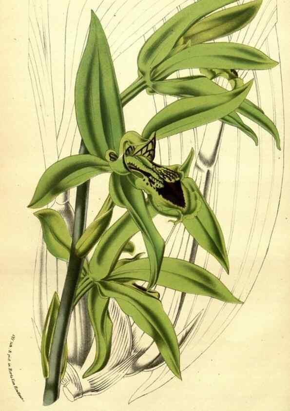 Reproducción/Reproduction 49588380927: Flore des serres et des jardins de l'Europe. A Gand :chez Louis van Houtte, eÌditeur,1845-1880.. 