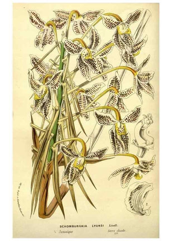 Reproducción/Reproduction 49588378127: Flore des serres et des jardins de l'Europe. A Gand :chez Louis van Houtte, eÌditeur,1845-1880.. 