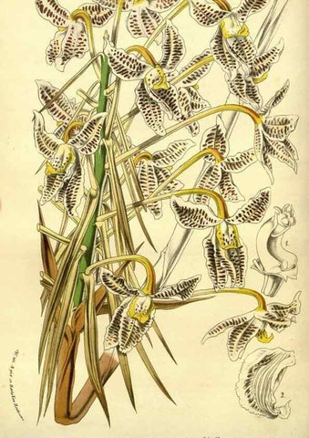 Reproducción/Reproduction 49588378127: Flore des serres et des jardins de l'Europe. A Gand :chez Louis van Houtte, eÌditeur,1845-1880.. 