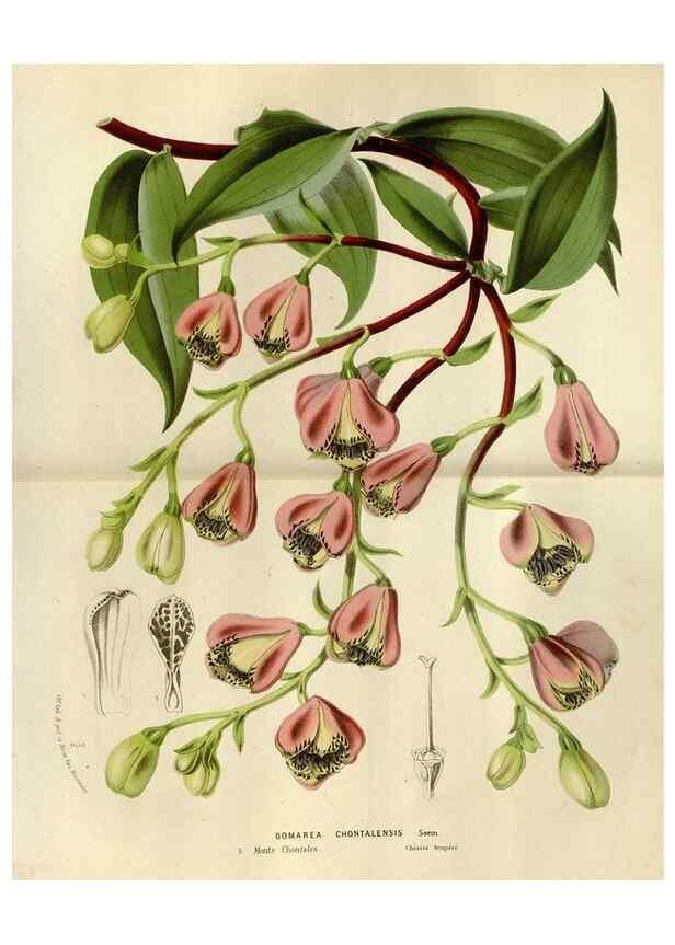 Reproducción/Reproduction 49588507922: Flore des serres et des jardins de l'Europe. A Gand :chez Louis van Houtte, eÌditeur,1845-1880.. 