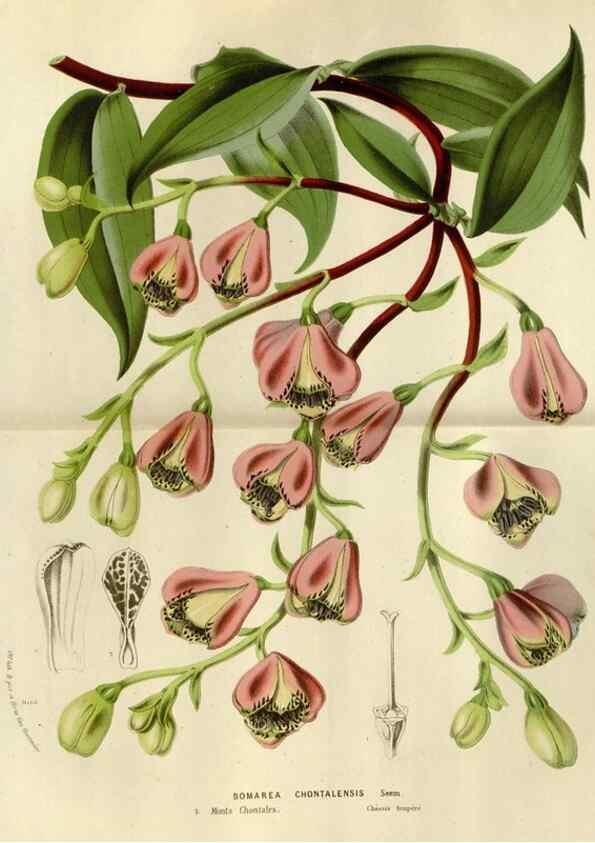 Reproducción/Reproduction 49588507922: Flore des serres et des jardins de l'Europe. A Gand :chez Louis van Houtte, eÌditeur,1845-1880.. 