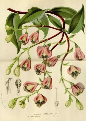 Reproducción/Reproduction 49588507922: Flore des serres et des jardins de l'Europe. A Gand :chez Louis van Houtte, eÌditeur,1845-1880.. 