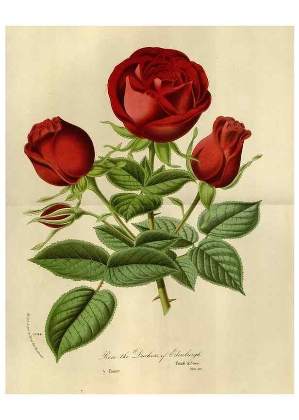Reproducción/Reproduction 49588264631: Flore des serres et des jardins de l'Europe. A Gand :chez Louis van Houtte, eÌditeur,1845-1880.. 