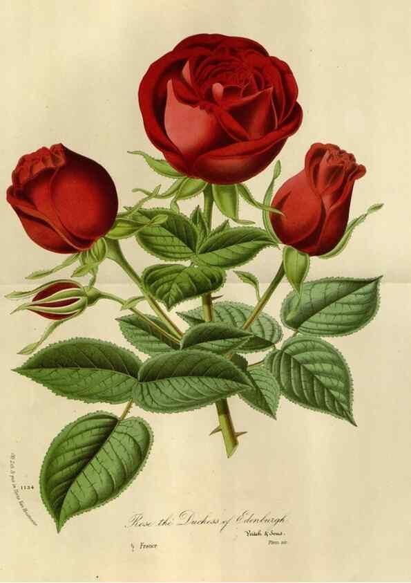 Reproducción/Reproduction 49588264631: Flore des serres et des jardins de l'Europe. A Gand :chez Louis van Houtte, eÌditeur,1845-1880.. 