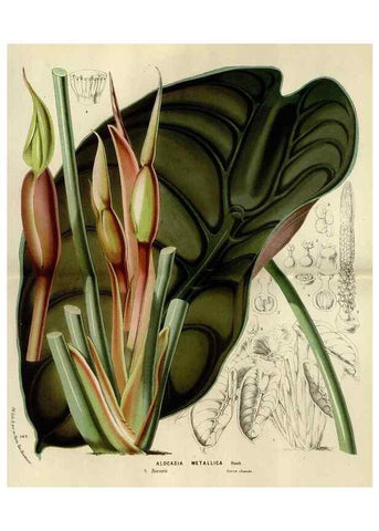 Reproducción/Reproduction 49588514542: Flore des serres et des jardins de l'Europe. A Gand :chez Louis van Houtte, eÌditeur,1845-1880.. 