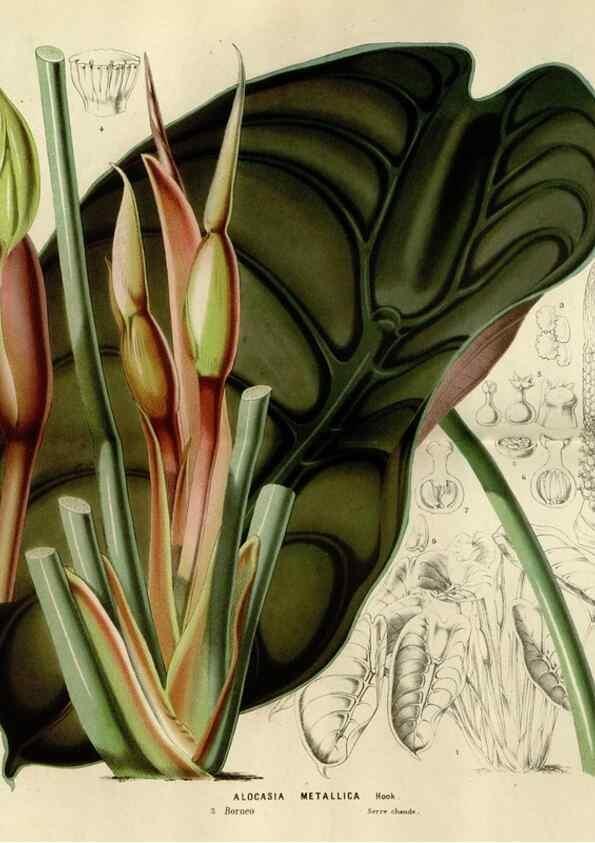 Reproducción/Reproduction 49588514542: Flore des serres et des jardins de l'Europe. A Gand :chez Louis van Houtte, eÌditeur,1845-1880.. 