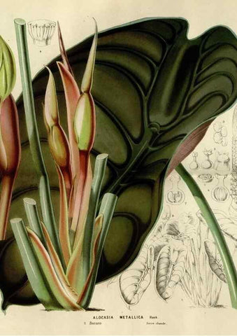 Reproducción/Reproduction 49588514542: Flore des serres et des jardins de l'Europe. A Gand :chez Louis van Houtte, eÌditeur,1845-1880.. 
