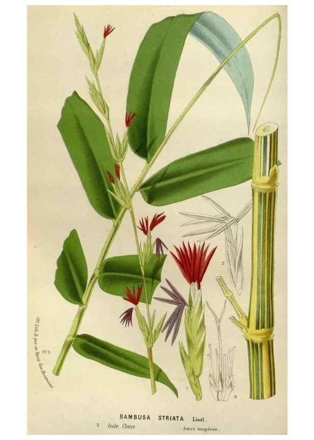 Reproducción/Reproduction 49588271401: Flore des serres et des jardins de l'Europe. A Gand :chez Louis van Houtte, eÌditeur,1845-1880.. 