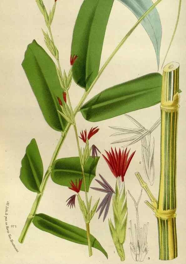 Reproducción/Reproduction 49588271401: Flore des serres et des jardins de l'Europe. A Gand :chez Louis van Houtte, eÌditeur,1845-1880.. 