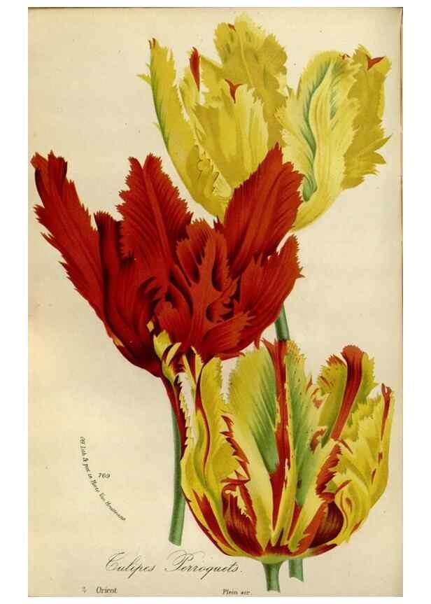 Reproducción/Reproduction 49588271741: Flore des serres et des jardins de l'Europe. A Gand :chez Louis van Houtte, eÌditeur,1845-1880.. 