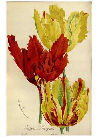 Reproducción/Reproduction 49588271741: Flore des serres et des jardins de l'Europe. A Gand :chez Louis van Houtte, eÌditeur,1845-1880.. 